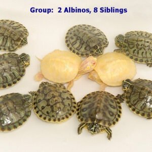 Yellow Bellied Sliders - Heterozygous for Albino