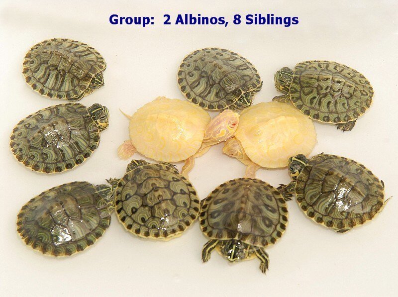Yellow Bellied Sliders - Heterozygous for Albino