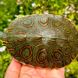 Belize Slider - Garden Pond Sizes