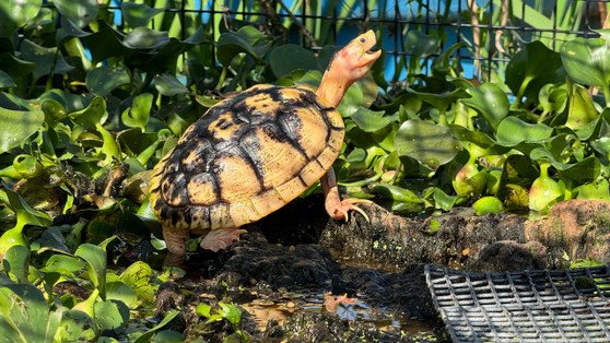 Caramel Pink Albino Red Eared Slider - Image 2
