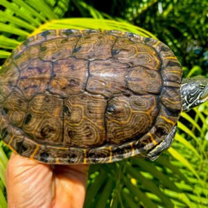 Rio Grande Cooter - Garden Pond Sizes