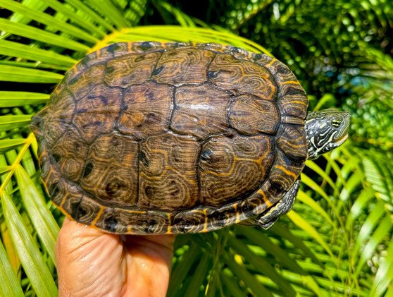 Rio Grande Cooter - Garden Pond Sizes