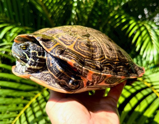 Rio Grande Cooter - Garden Pond Sizes - Image 4