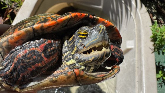 Rio Grande Cooter - Garden Pond Sizes - Image 3