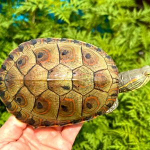 Mexican Ornate Slider - Garden Pond Sizes