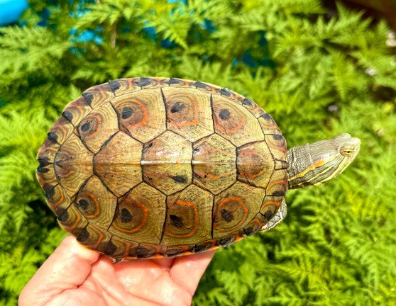 Mexican Ornate Slider - Garden Pond Sizes