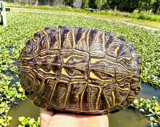 Rio Grande Red Eared Slider - Garden Pond Sizes - Image 3