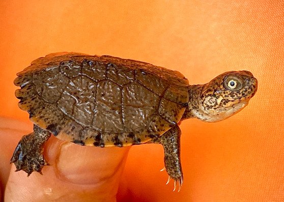 East African Serrated Side-Necked Turtle - Image 3