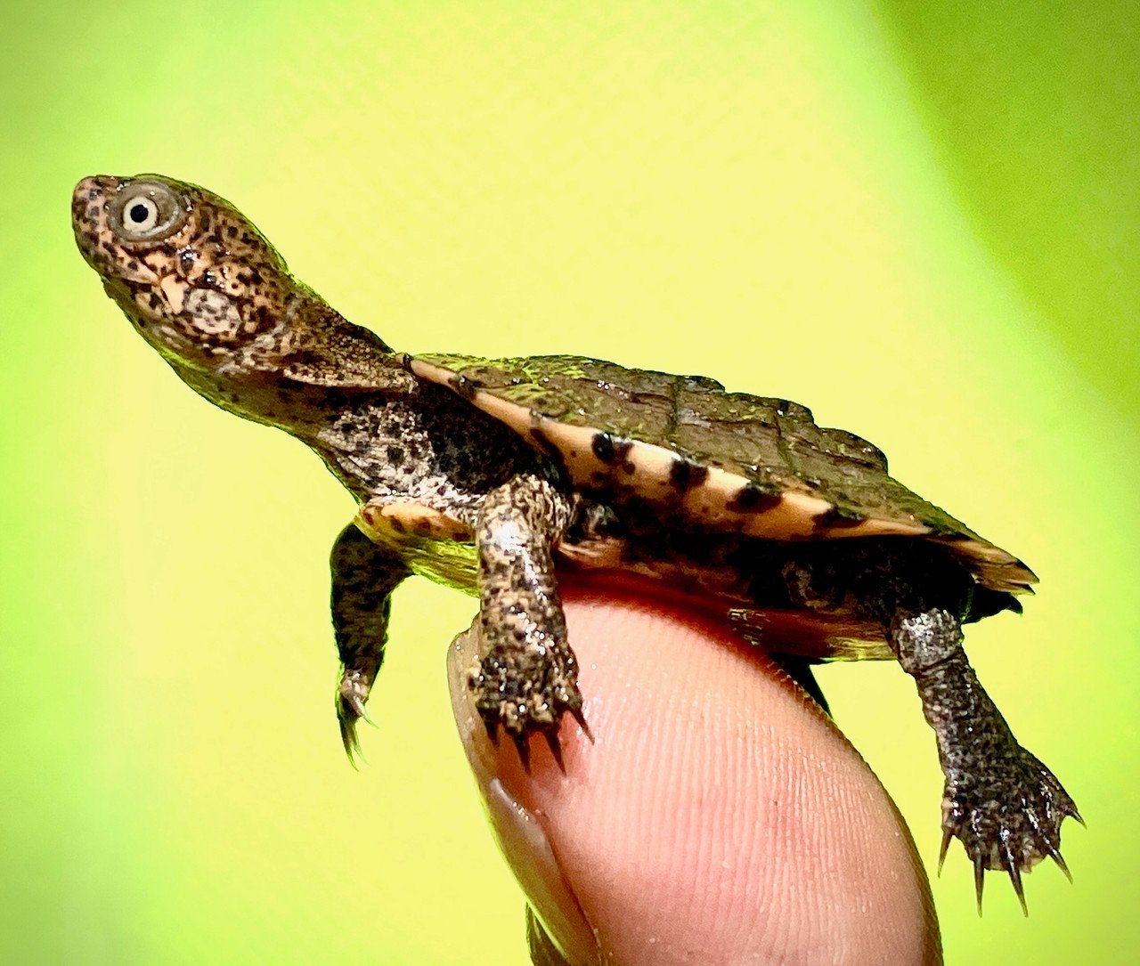 East African Serrated Side-Necked Turtle - Image 4