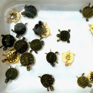 Caramel Albino Yellow Bellied Slider