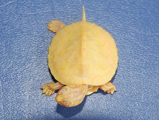 Albino Yellow Bellied Slider - Image 2