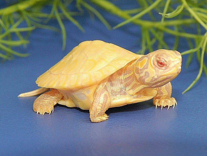 Albino Yellow Bellied Slider - Image 6