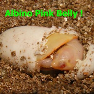 Albino Pink Belly Side Necked Turtle