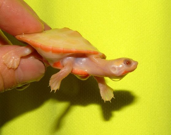 Albino Pink Belly Side Necked Turtle - Image 3
