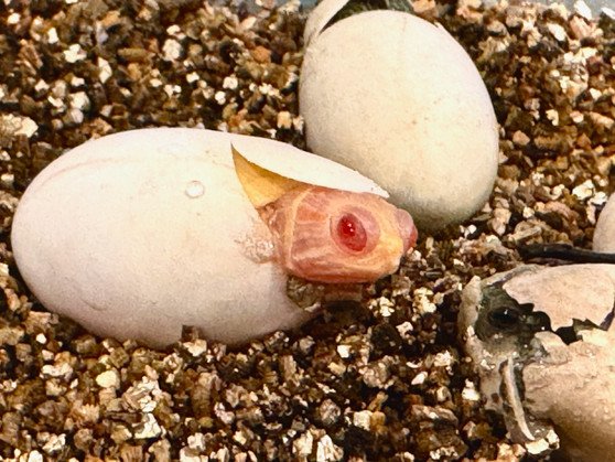 Albino Red Eared Slider AU - Image 2