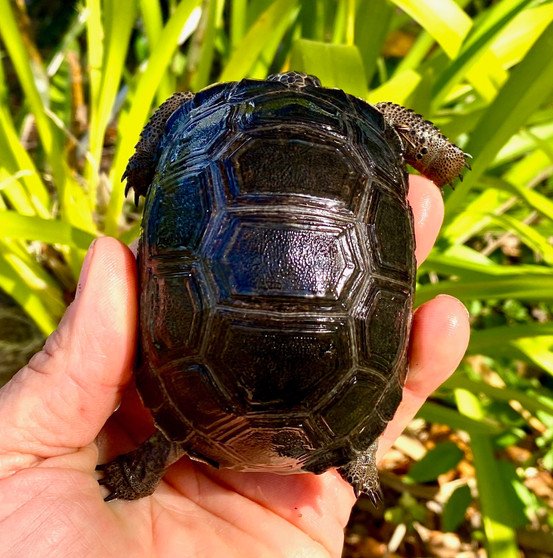 Aldabra Tortoises Online - Image 2