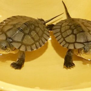 Asian Yellow Pond Turtle