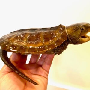 Chinese Big-headed Turtle (Platysternon megacephalum)