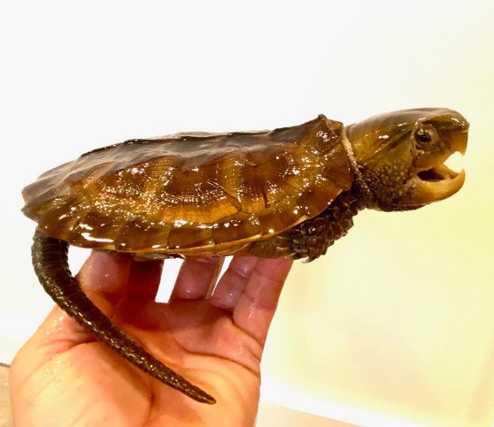 Chinese Big-headed Turtle (Platysternon megacephalum)