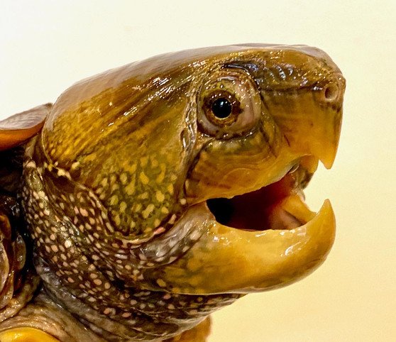 Chinese Big-headed Turtle (Platysternon megacephalum) - Image 3