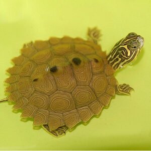 Northern Black Knobbed Sawback Map Turtle