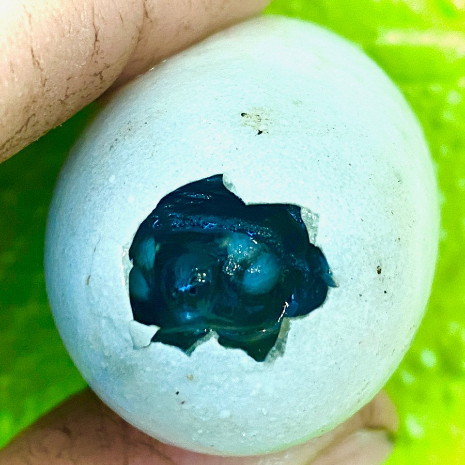 Black Marsh Turtle - Image 3