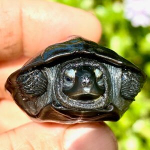 Black Marsh Turtle