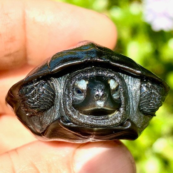 Black Marsh Turtle