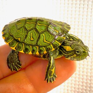 Brazilian Sliders (Trachemys D'Orbigni)