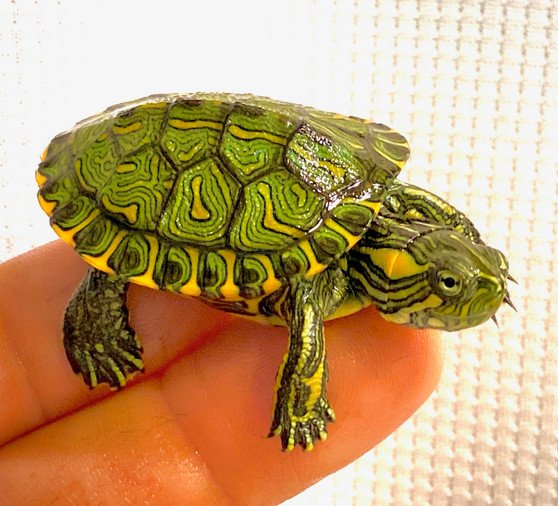 Brazilian Sliders (Trachemys D'Orbigni)