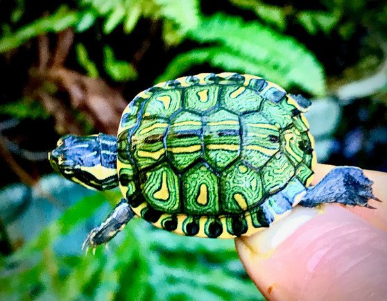 Brazilian Sliders (Trachemys D'Orbigni) - Image 3