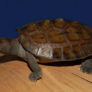 Painted River Terrapin