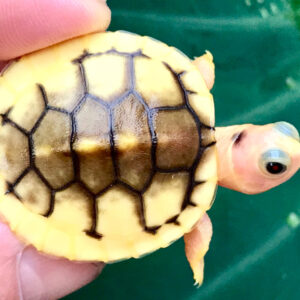 Caramel Pink Albino Red Eared Slider