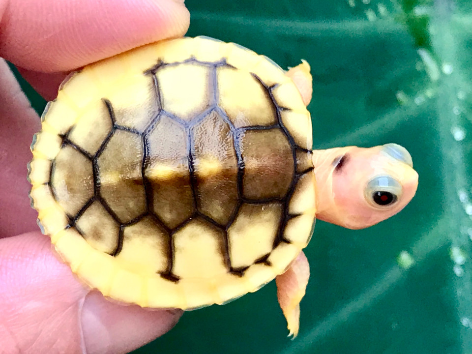 Caramel Pink Albino Red Eared Slider