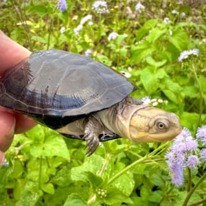 Central African Mud Turtle ( P.Chapini)