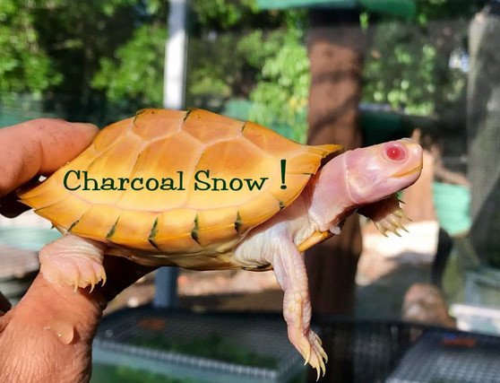 Charcoal Red Eared Slider - Garden Pond Sizes - Image 4