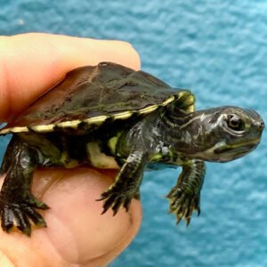 Charcoal Peninsula Cooter