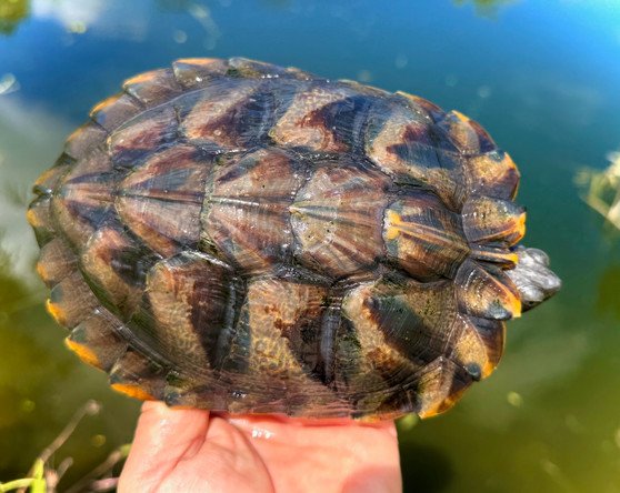 Charcoal Red Eared Slider - Garden Pond Sizes - Image 3