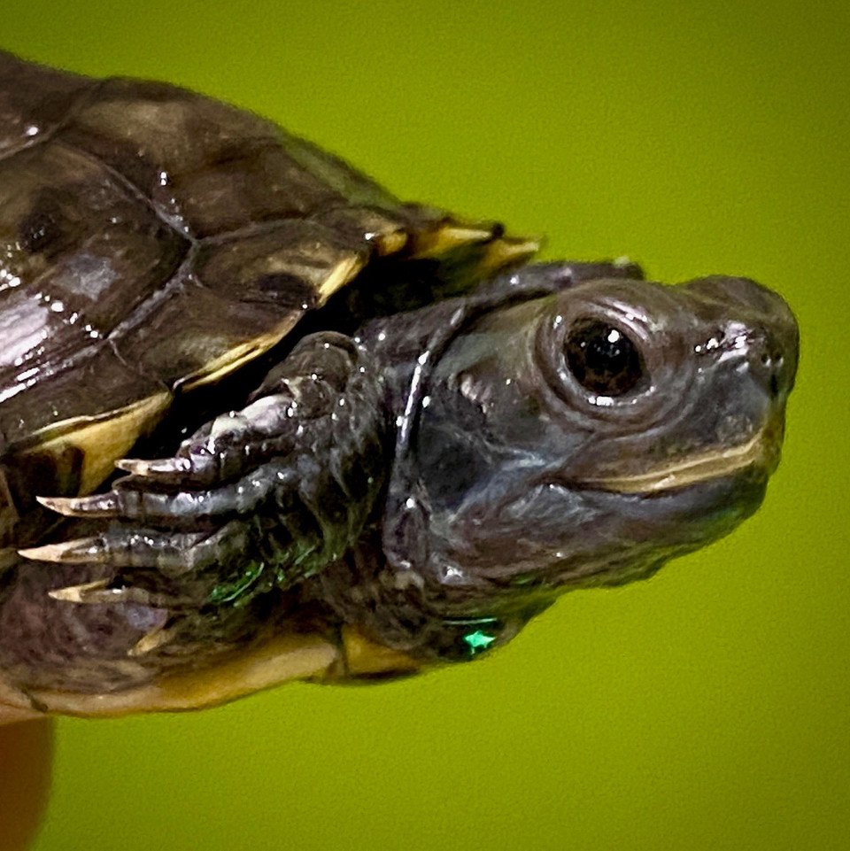 Charcoal Red Eared Slider - Garden Pond Sizes