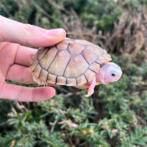 Buy Pink Albino Red Eared Slider