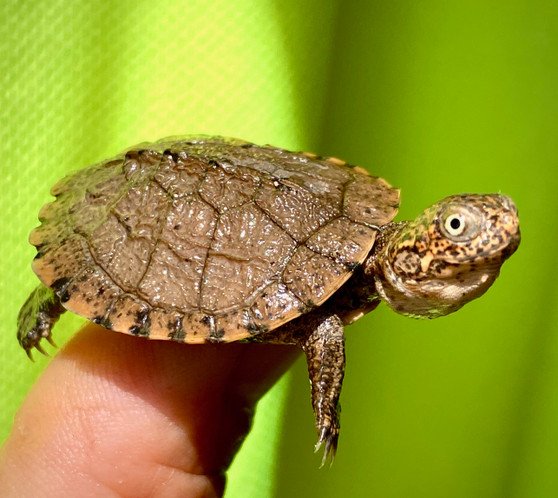 East African Serrated Side-Necked Turtle - Image 7