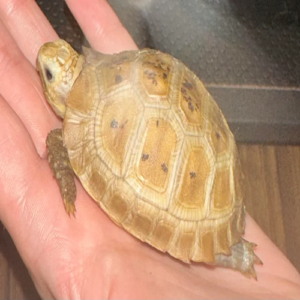 Elongated Tortoise Online