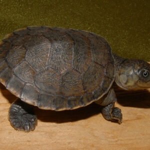 Madagascar Big Headed Side Necked Turtles
