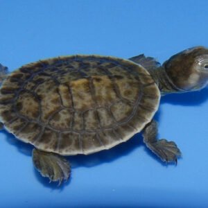 Macleay River Turtle