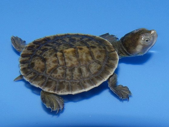 Macleay River Turtle