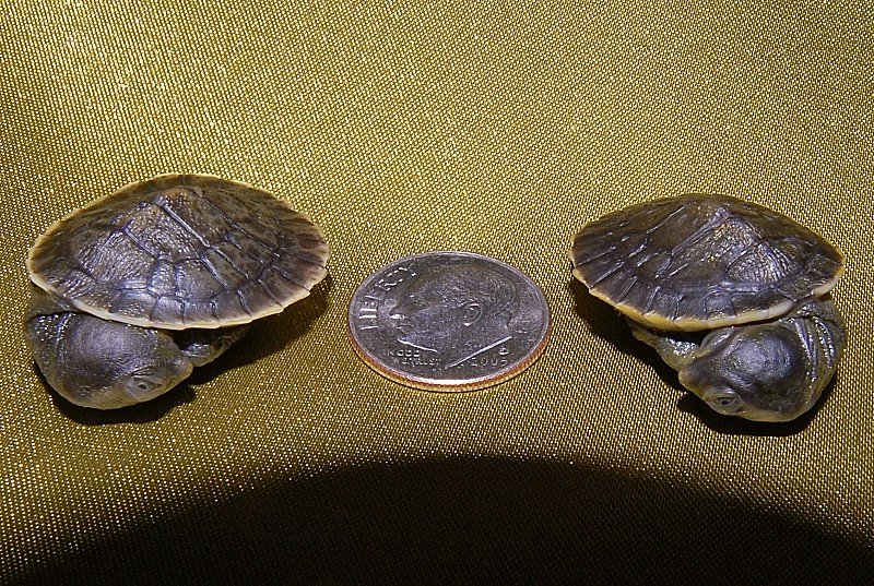 Macleay River Turtle - Image 3