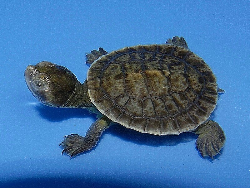 Macleay River Turtle - Image 2