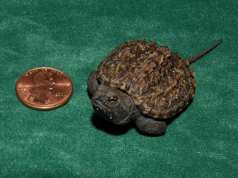 Florida Snapping Turtle - Image 3