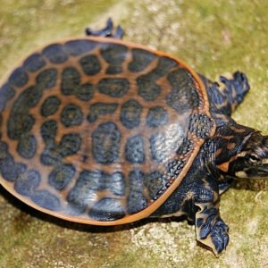 Florida Softshell Turtle