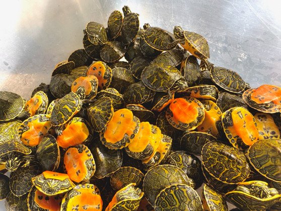 Florida Red Bellied Turtle - Image 4